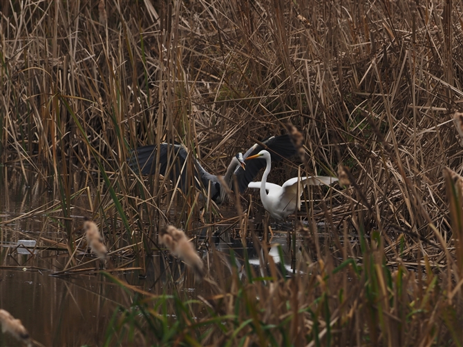 II_CTM,Great Egret